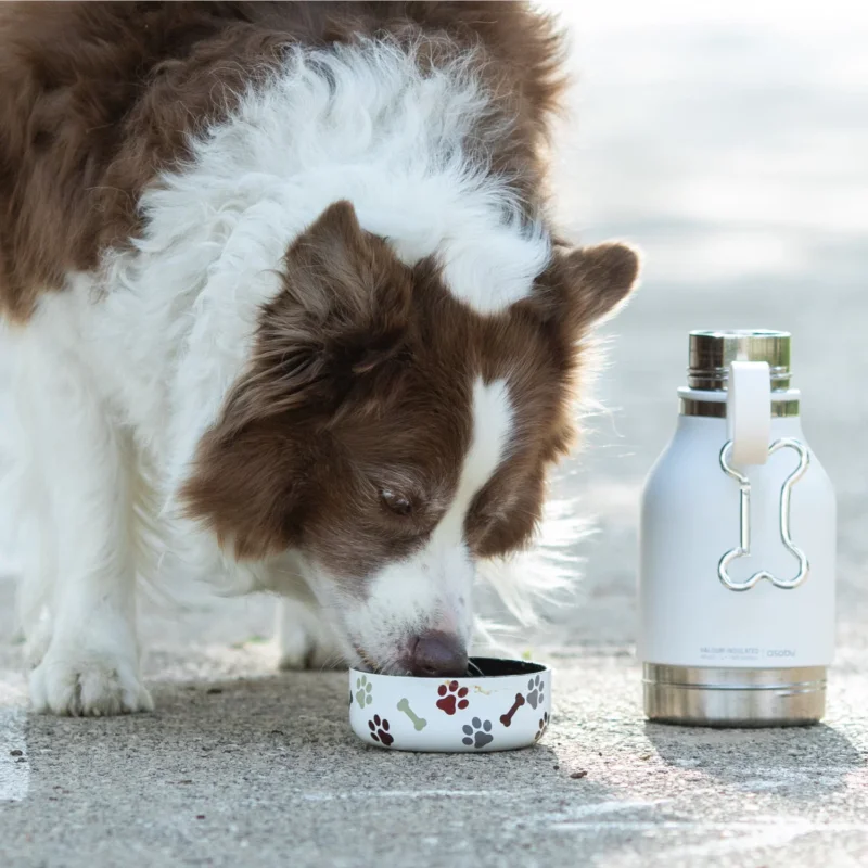 Obniżka ceny ASOBU Dog Bowl 0,975 l - butelka na wodę termiczna ze stali nierdzewnej z miską dla psa
